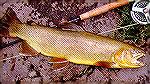 An above average Apache trout -- one of Arizona''s native species that was once endangered. This one is from Christmas Tree lake on the White Mt. Apache Reservation. Apache Trout 2Tony Mandile