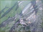 Robbies Dock TarponRobbie''s TarponJohn W.