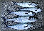 Bluefish (08-18-02)>>> Anybody gotta popper thats still a popper?  LOL!

Bluefish
sgtpepper6344