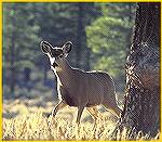 A California blacktail doe wandered through a California forest. 