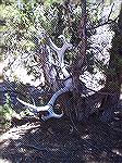 While looking for Mule Deer sheds on the north rim of the Grand Canyon I came accross this 4x4 skull stuck in a juniper tree. The metal tag attached to the right antler reads AZ G&F Dept. 1953 and who