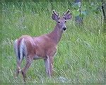 We came across this deer while near  
the Platte River around Kearney, Nebraska.
