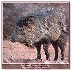 A javelina -- the subject discussed in the Hinting section's Steenkin' Peeg Hunt thread. 