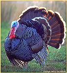 This Merriams gobbler was strutting his stuff for his harem of hens alongside a South Dakota cornfield. 