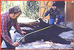 Roy Pattison (L) and Michael Bond (R)measuring the hide of Tony Mandile''s 8''6" black bear. 