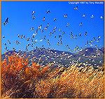 A flock of snow geese hit the airways at New Mexico''s Bosque del Apache Wlidlife Refuge. 
