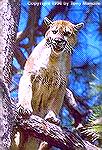 An Arizona mountain lion taking refuge in a ponderosa pine. 