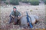 13 year old Christopher Clerc scored this nice cow elk on the next to last day of his 2001 Arizona elk hunt.