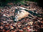 I shot this 227-lb., 8-point buck with a 1187 3-inch Mag(sabot)at 2 yards. Recovery 100 yards. A very nice even rack. 24 inch spread.
11/18/01.227 pd 8 pointer NHRAMbo.