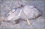A photo of the javelina I took during the 2002 Arizona Archery hunt.My 2002 Archery PeegMike Clerc