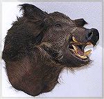 Tony Mandile''s Russian boar. The tongue and mouth parts are plastic, but teeth and the tusks are the real ones.

Russian Boar
TM