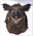 Head on view of Tony Mandile''s Russian boar. Russian Boar #2TM
