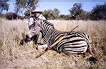 Zebra taken on second day of safariZebraMichael Clerc