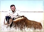 Black wildebeest (white-tailed gnu) taken by Bill Quimby in South Africa, 1986black wildebeestbill quimby