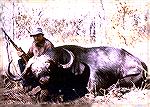 Cape buffalo taken in Zambia''s Luangwa Valley, 1983Cape buffalobill quimby