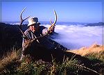 Sika deer from Asia were brought to New Zealand more than 100 years ago and now can be hunted on the North IslandSika deer from New Zealandbill quimby