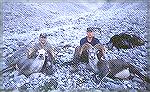 joebuck and Warren Chayer with two Stone rams from a hike in hunt off the Alaska Highway double header joebuck