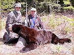Guide Roy Pattison (R.) and Tony Mandile (L.) with his 7' 5" black bear. One 140-gr. bullet in the lungs from a Mod. 70 .264 WM did the job at 75 yards.  Tony's BC BearTM