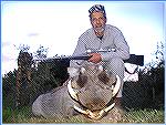 Warthog with 11" tusks, killed by Tony Mandile in June 2003 on a 10-day hunting trip with John X Safaris in South Africa.
Tony's Warthog 2TM