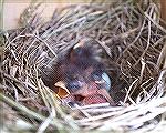 This Bluebird had just hatched when
I took this picture.  Steve Slayton
copyright 2003.Baby Bluebirdslayton