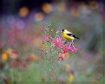 This male Goldfinch was munching on some nearby Cone Flowers when I took
this picture.  Steve Slayton Copyright
2003.GoldFinch in Flowersslayton