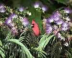 This male Cardinal posed for a second
in the flowers of our backyard Mimosa
tree in Georgia.  copyright 2003
Steve Slayton.Cardinal in Mimosaslayton