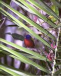 Painted Buntings are a winter attraction at Corkscrew Swamp in
Florida.  Copyright 2003 Steve SlaytonPainted Buntingslayton