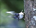 This Bird has a remarkable ability to
keep its balance.  Grandfather Mountain
North Carolina.  copyright 2003 Steve Slayton.Red Breasted Nuthatchslayton