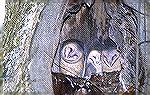 These Barn Owls were discovered in an old tree at the courthouse in Monroe, Georgia.  Hopefully they will let the trunk of the tree remain.
Steve Slayton copyright 2003
