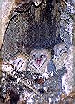 This Barn Owl Yawned just as I snapped the picture in Monroe, Georgia.  It almost looks like he's having a good laugh.

Steve Slayton
copyright 2003