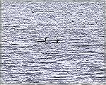 As of December 28th, Georgia has there very first Yellow Billed Loon.  This photo of The YBL next to a common Loon was taken at Lake Horton near Fayetteville.
Steve Slayton copyright 2003