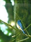 blue bird seen in Oklahoma