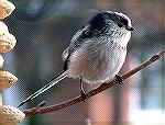 One of a pair of Long-tailed Tits that like to throw themselves at the window. I have no idea why! Picture taken my daughter, Sam.