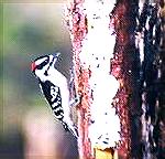 Downy wood pecker