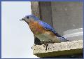 male blue bird