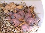 young martins just hatched