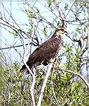 This Snail Kite was resting on a limb at lake Rosalie near Lake Kissimmee State Park in Florida.
This is at the Northern end of their Range.
Copyright 2004 Steve Slayton.