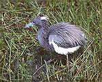 This Tri-Colored Heron was showing it's beautiful Plumage.  Notice the blue coloring on the bill.
I took this picture at Anhinga Trail in the Everglades national Park.
Copyright 2004
Steve Slayton