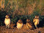 Burrowing Owls at Den