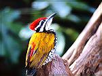 Golden-Backed Woodpecker