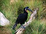 Ground Hornbill