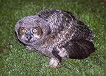 This Great Horned Owl Fledgling was in a friends back Yard in Lawrenceville, Georgia. The daddy Owl was in the tree looking down while we got him moved out of the street and back to the yard.
photo b