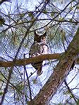 This Owl was looking over the nest and down at me.
Fledlings were near by.

photo by Steve Slayton
copyright 2004