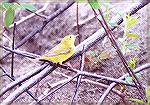 A female Yellow Warbler.

Pt. Pele/Ontario

Sonja Schmitz