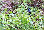 Male Indigo Bunting, alas not very close.

Pt.Pele/ON

Sonja Schmitz