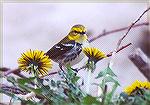 A pretty Black-throated Green Warbler spring female (sans black throat)in the dandelions.

Pt. Pele/ ON

Sonja Schmitz