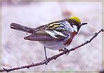 Male Chestnut-sided Warbler

Pt. Pele/ON

Sonja Schmitz