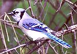 A Blue Jay

Pt. Pele / ON

Sonja Schmitz