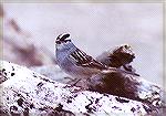 A White-crowned Sparrow on some driftwood.

Point Pele/ON

Sonja Schmitz