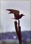 A Black Tern going down at a pole to rest.

Horicon Marsh/ Wisconsin

Sonja Schmitz